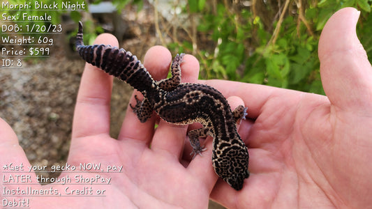 Black Night Female Leopard Gecko