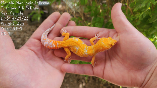 Mandarin Inferno Tremper Albino Female Leopard Gecko