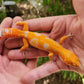 Mandarin Inferno Tremper Albino Female Leopard Gecko