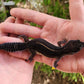 Black Night Female Leopard Gecko