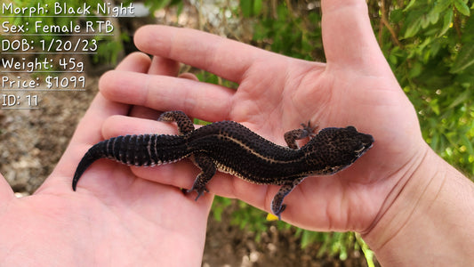 Black Night Female Leopard Gecko