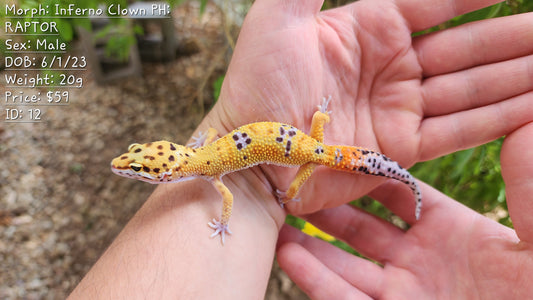 Inferno Clown Male Leopard Gecko