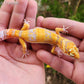 Blood Bold Tremper Albino Pos White and Yellow Male Leopard Gecko