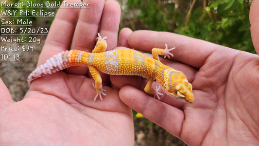 Blood Bold Tremper Albino Pos White and Yellow Male Leopard Gecko