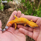 Mandarin Inferno Bold Male Leopard Gecko