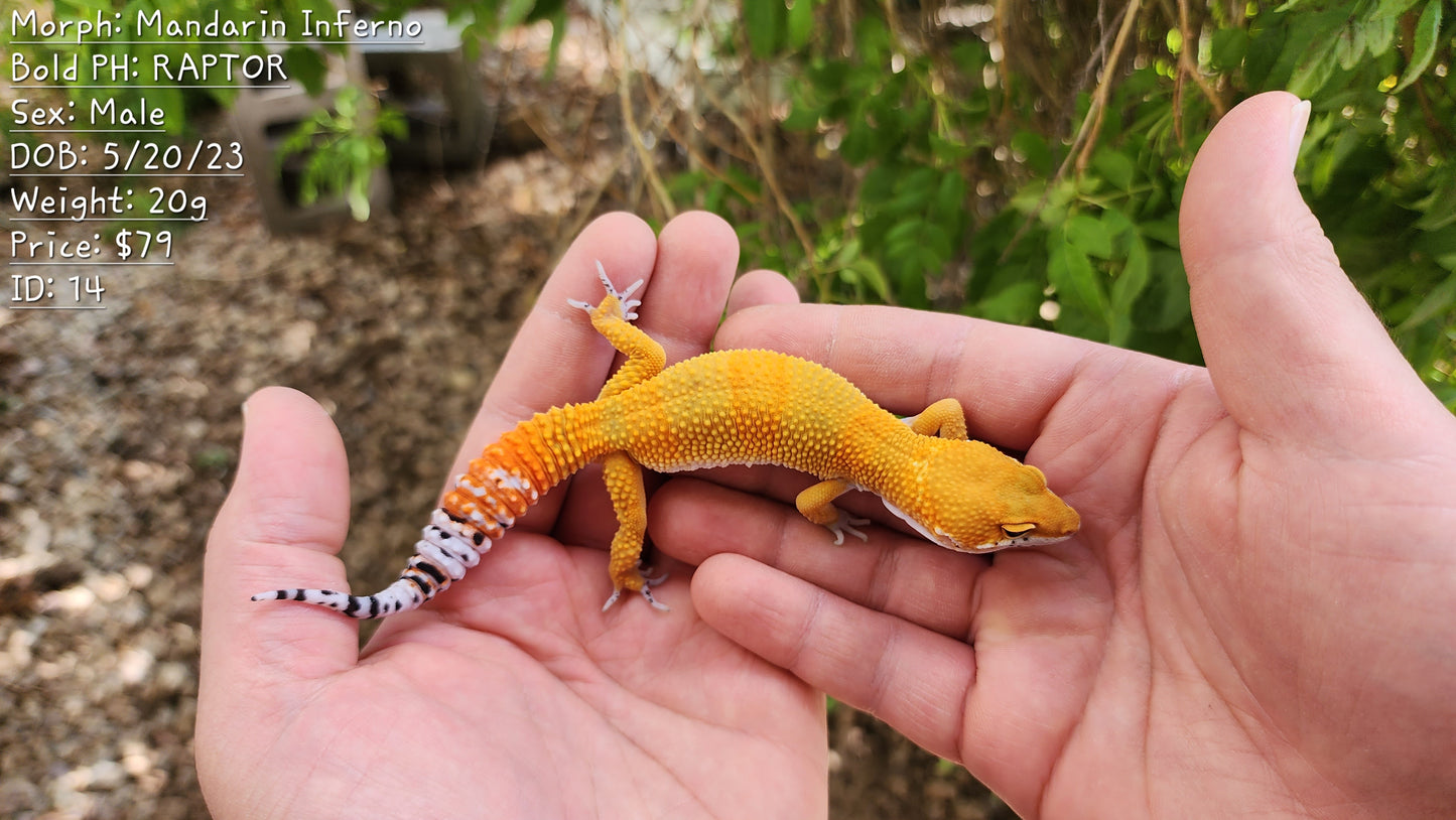 Mandarin Inferno Bold Male Leopard Gecko