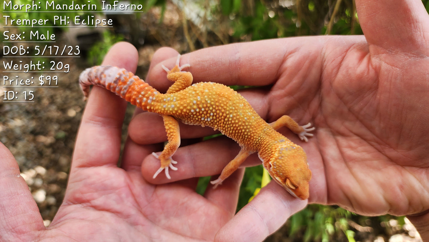 Mandarin Inferno Tremper Albino Male Leopard Gecko