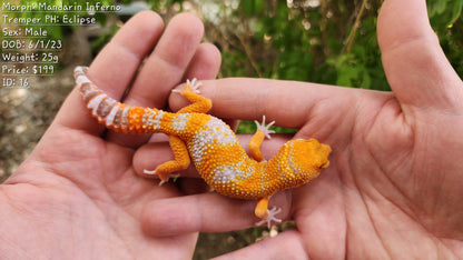 Mandarin Inferno Tremper Albino Male Leopard Gecko