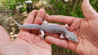 FREEZE Fasciolatus Super Snow Eclipse Male Leopard Gecko