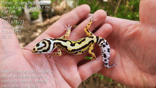 Drippy Boldstripe Hyper Xanthic White & Yellow Male Leopard Gecko