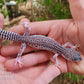 FREEZE Fasciolatus Super Snow Eclipse Male Leopard Gecko