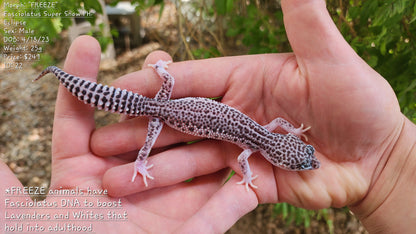 FREEZE Fasciolatus Super Snow Eclipse Male Leopard Gecko