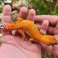 Mandarin Inferno Het Tremper Female Leopard Gecko