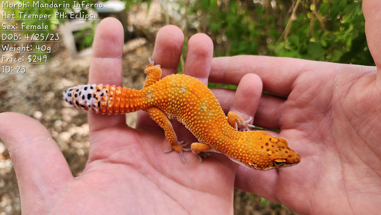 Mandarin Inferno Het Tremper Female Leopard Gecko