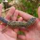Afghanicus Mack Snow Male Leopard Gecko
