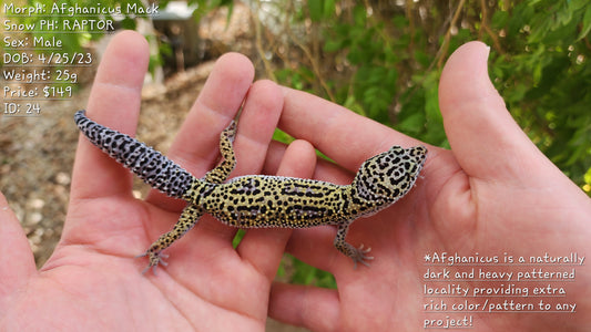 Afghanicus Mack Snow Male Leopard Gecko