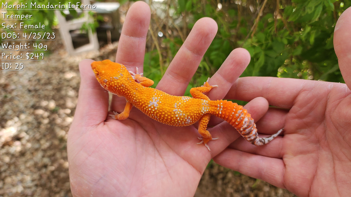 Mandarin Inferno Tremper Albino Female Leopard Gecko