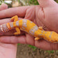 Mandarin Inferno Tremper Albino