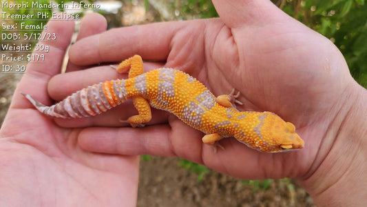 Mandarin Inferno Tremper Albino