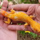 Mandarin Inferno Tremper Albino