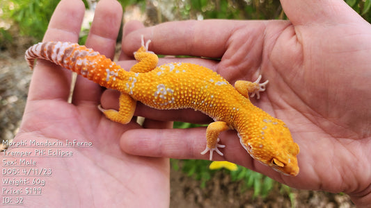 Mandarin Inferno Tremper Albino