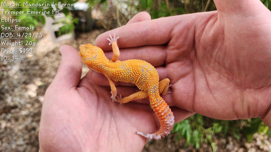 Mandarin Inferno Tremper Albino