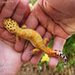 Mandarin Clown (pet slow grower)