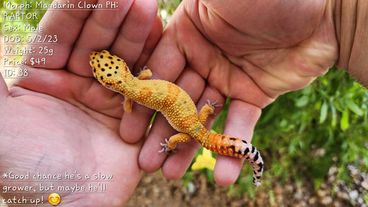 Mandarin Clown (pet slow grower)