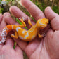 Mandarin Inferno Tremper Albino
