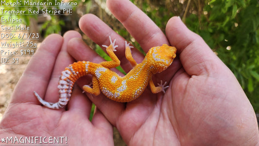 Mandarin Inferno Tremper Albino