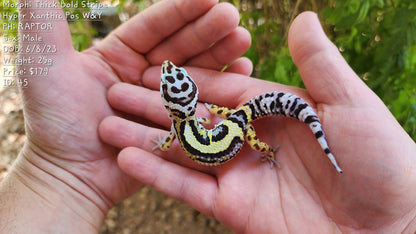 Thick Bold Stripe Hyper Xanthic Pos W&Y