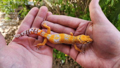 Mandarin Inferno Tremper Albino