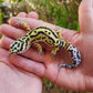 Extremely Thick Bold Stripe Hyper Xanthic Bandit