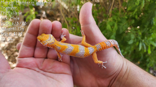 Mandarin Inferno Tremper Albino