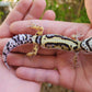 Bold Stripe Bandit