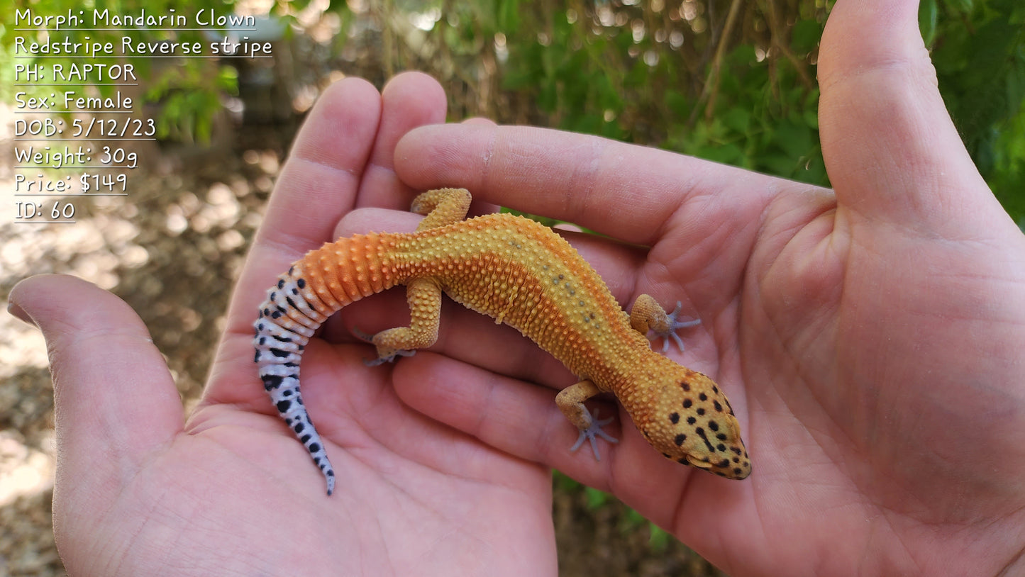 Mandarin Clown Red Stripe