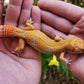 Mandarin Inferno Tremper Albino