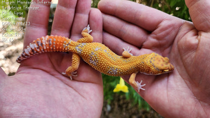 Mandarin Inferno Tremper Albino