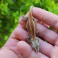 Red/Orange Stripe Gargoyle Gecko