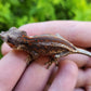 Red/Orange Stripe/Blotch Gargoyle Gecko
