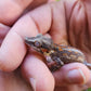 Red/Orange Stripe/Blotch Gargoyle Gecko