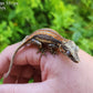 Red/Orange Stripe Gargoyle Gecko