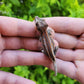 Red/Orange Stripe/Blotch Gargoyle Gecko