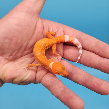 Mandarin Inferno Tremper Albino