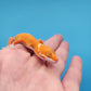 Mandarin Inferno Tremper Albino