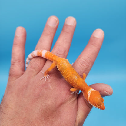 Mandarin Inferno Tremper Albino