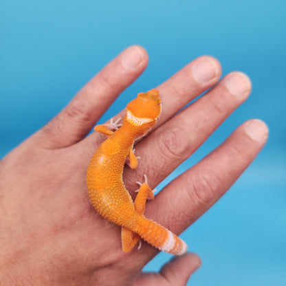 Mandarin Inferno Tremper Albino