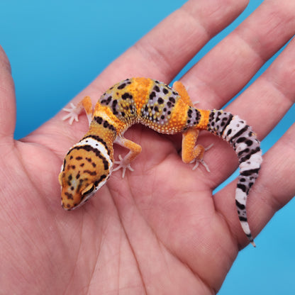 Mandarin Inferno Bold Emerine Pos White & Yellow