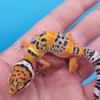 Mandarin Inferno Bold Emerine Pos White & Yellow