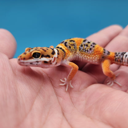 Mandarin Inferno Bold Emerine Pos White & Yellow